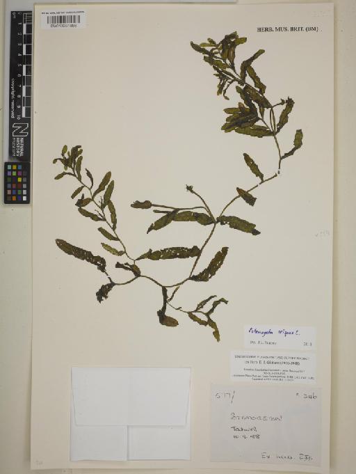 Potamogeton crispus L. - BM013391898