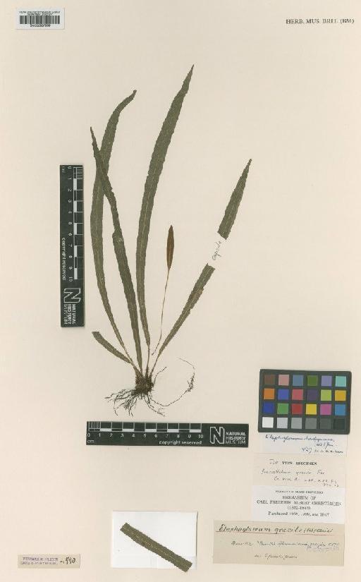 Elaphoglossum brachyneuron (Fée) J.Sm. - BM000937999