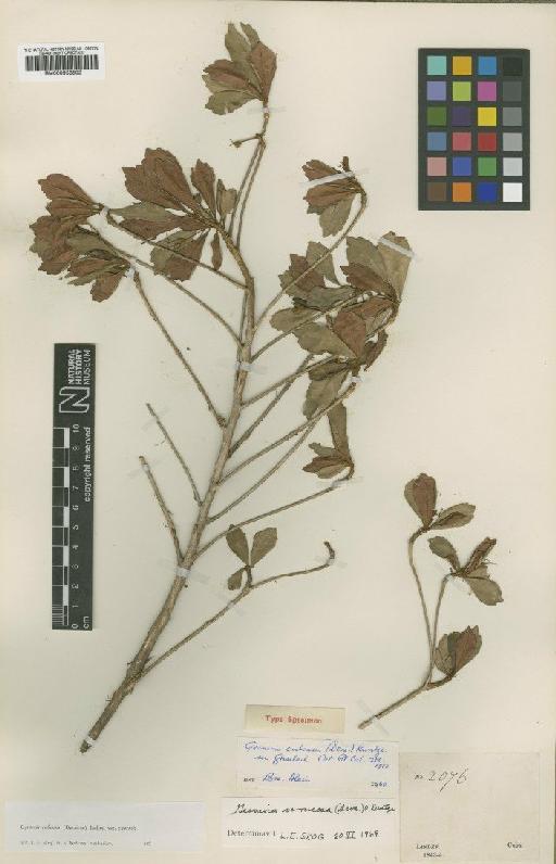 Gesneria cubensis (Decne.) Kuntze - BM000953502