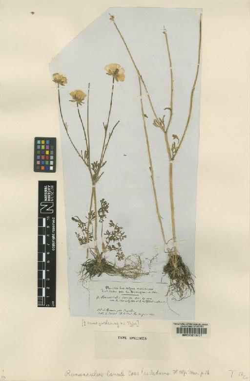 Ranunculus canutii Coss. ex Ardoino - BM000613777