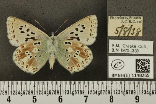 Lysandra coridon ab. arcuata-semiarcuata Bright & Leeds, 1938 - BMNHE_1148265_101290