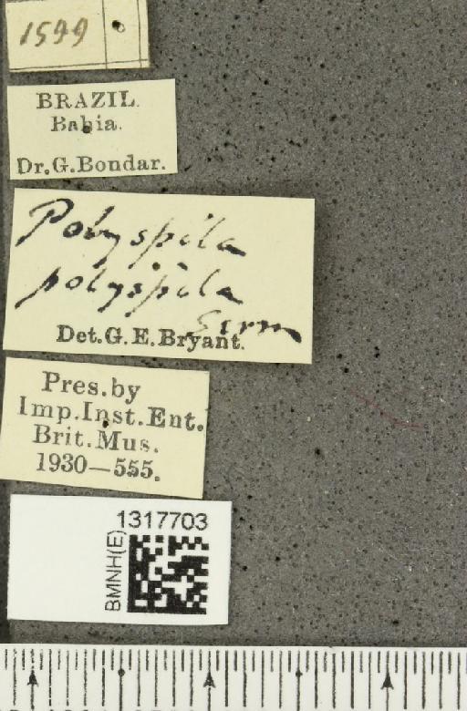 Calligrapha (Calligrapha) polyspila (Germar, 1821) - BMNHE_1317703_label_17490