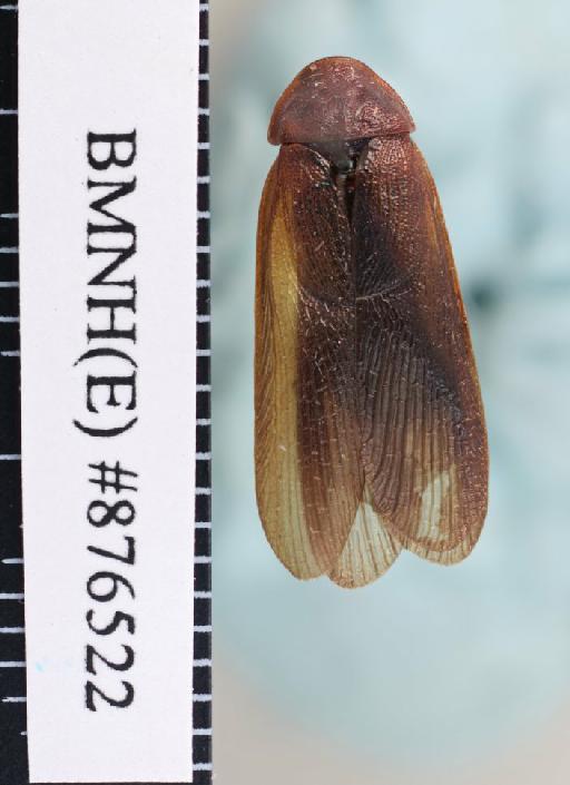 Corydidarum wallacei (Hanitsch, 1933) - Corydidarum wallacei Hanitsch, 1933, male, non type, dorsal. Photographer: Aging Wang. BMNH(E)#876522