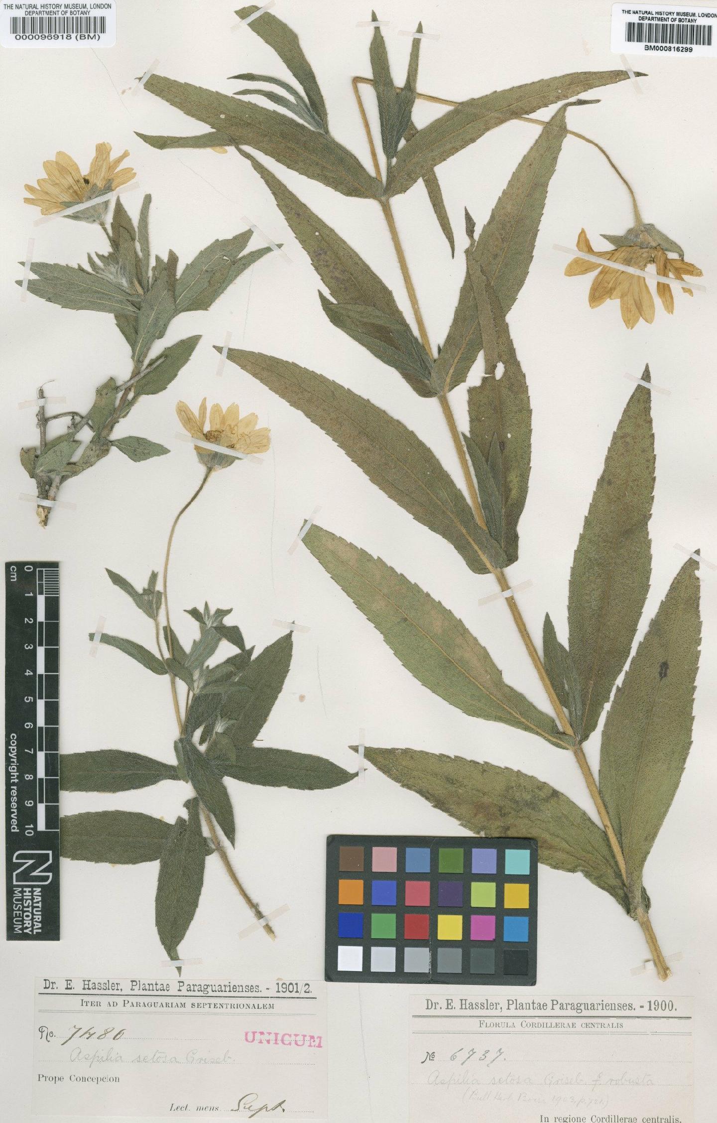 To NHMUK collection (Aspilia setosa Griseb.; Type; NHMUK:ecatalogue:4566407)