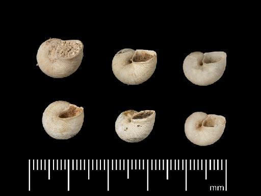 Cyclostoma canariense d'Orbigny, 1840 - NHM-UK_PI_OR_75302-3.1