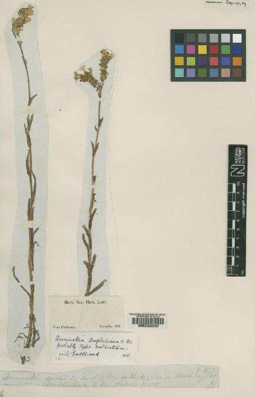 Amsinckia douglasiana A.DC. - BM000603707