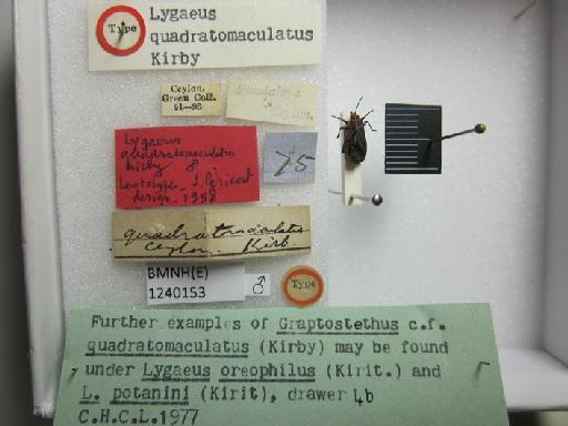 Lygaeus quadratomaculatus Kirby, 1891 - Lygaeus quadratomaculatus-BMNH(E)1240153-Type male dorsal & labels 2