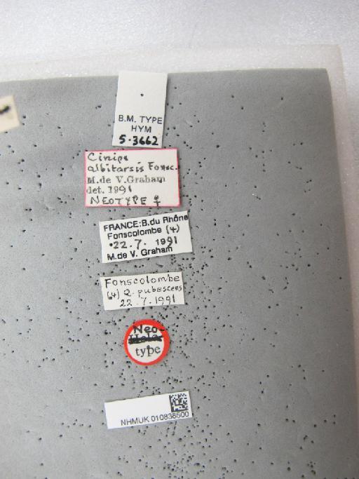 Cynips albitarsis Fonscolombe, 1840 - 010838500_Labels