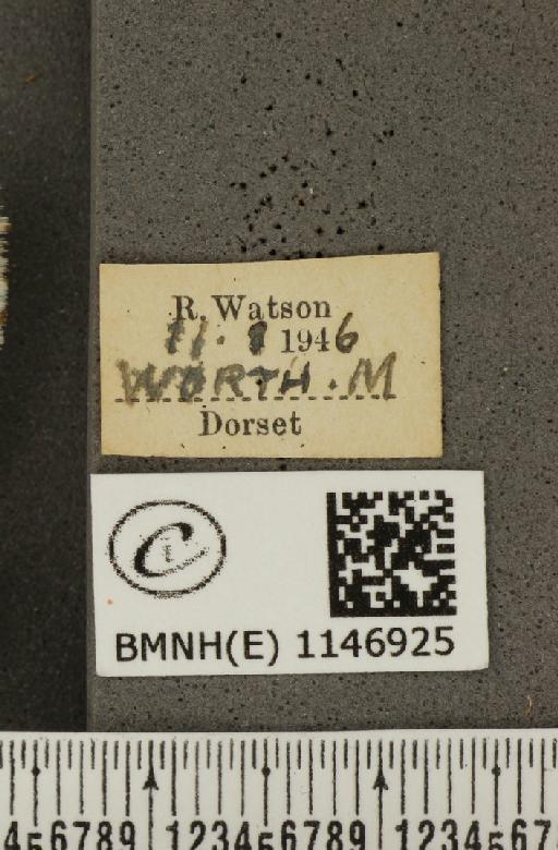 Lysandra coridon ab. punctata Tutt, 1896 - BMNHE_1146925_label_100735