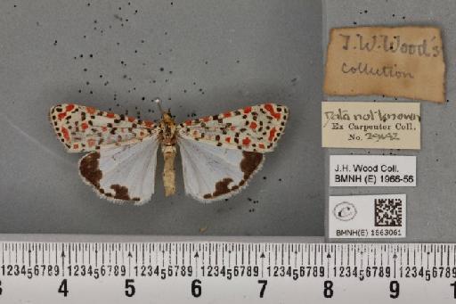 Utetheisa pulchella (Linnaeus, 1758) - BMNHE_1663061_283437