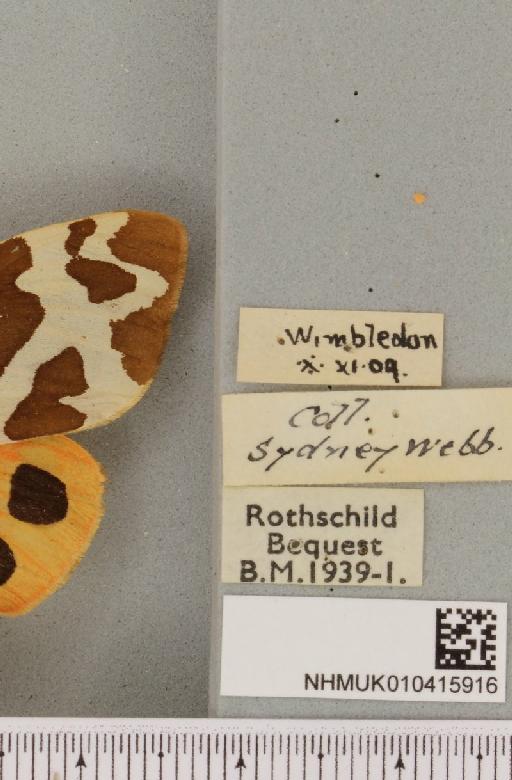 Arctia caja ab. straminea Cockayne, 1948 - NHMUK_010415916_label_528126