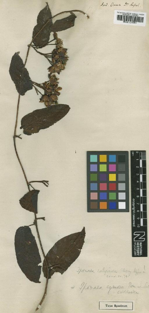 Merremia umbellata (L.) Hallier f. - BM001014561