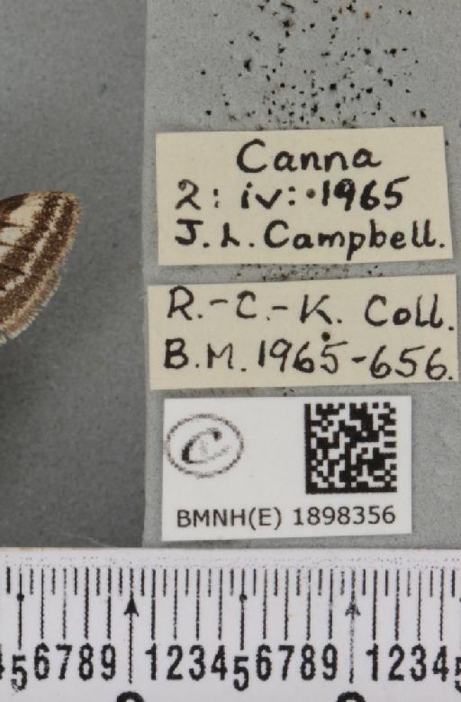 Lycia zonaria atlantica (Harrison, 1938) - BMNHE_1898356_label_491228