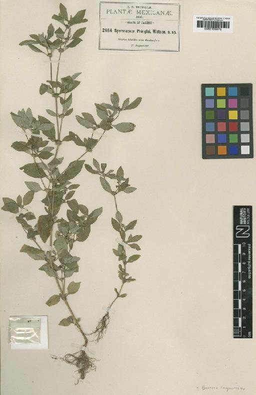 Spermacoce ovalifolia (M.Martens & Galeotti) Helms - BM001009078