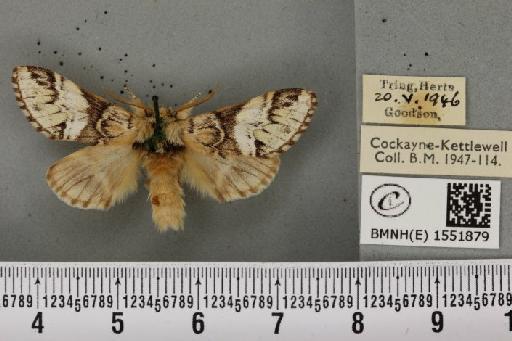 Drymonia dodonaea ab. trimacula Esper, 1785 - BMNHE_1551879_243237