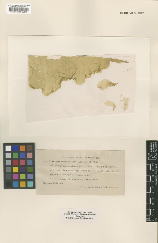 Punctaria occidentalis Setch. & N.L.Gardner - BM000563518