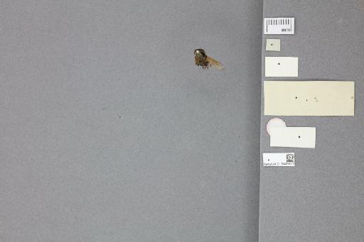 Corsomyza hirtipes Macquart, 1840 - 013445813_labels_ventral