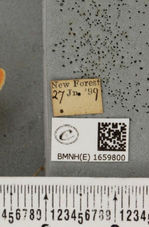 Miltochrista miniata (Forster, J.R., 1771) - BMNHE_1659800_label_257557