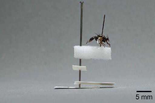 Ceroxys urticae (Linnaeus, 1758) - 015046229_lateral