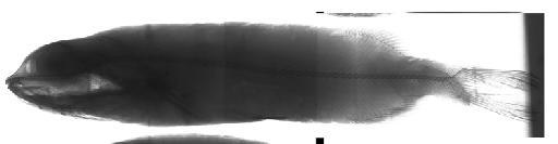 Alepocephalus rostratus Risso, 1820 - BMNH 1996.9.25.44, Alepocephalus australis, radiograph