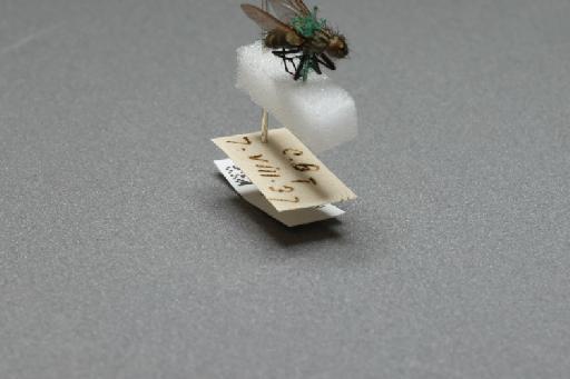 Sarcophaga (Myorhina) nigriventris Meigen, 1826 - 015091661_additional_4