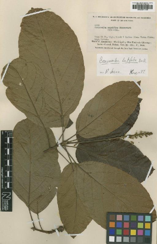 Conceveiba latifolia Benth. - BM000947436