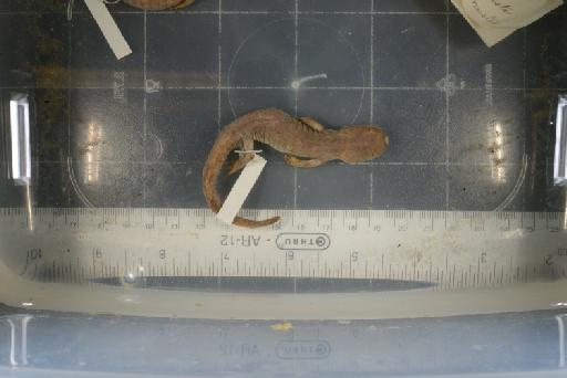 Paradactylodon mustersi - Image of specimen 1946.9.6.60