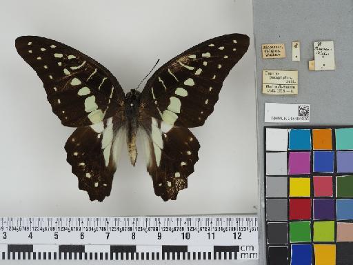 Graphium (Graphium) meyeri Hopffer, 1874 - 014186036 Graphium meyeri