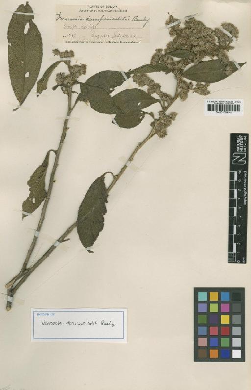Vernonia densipaniculata Rusby - BM001009141