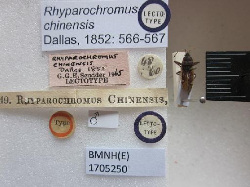 Rhyparochromus chinensis Dallas, 1852 - Rhyparochromus chinensis-BMNH(E)1705250-Lectotype Male Labels 2