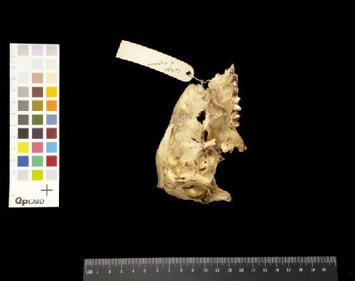 Macropus fuliginosus - 1844.7.2.2_Skull_Lateral