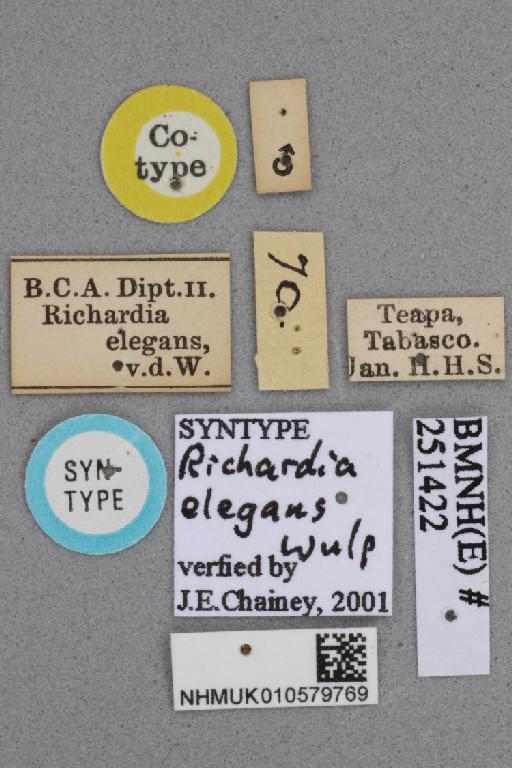 Richardia elegans van der Wulp & van der Wulp, 1899 - Richardia elegans NHMUK 010579769 syntype male labels