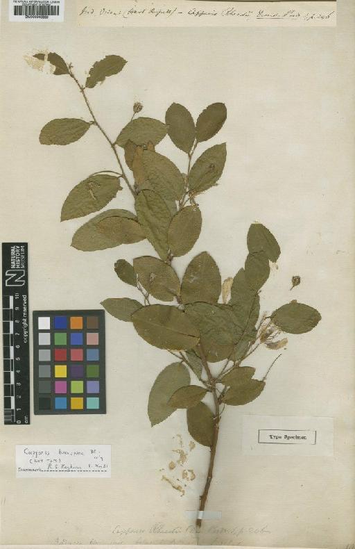 Capparis rheedei DC. - BM000946289