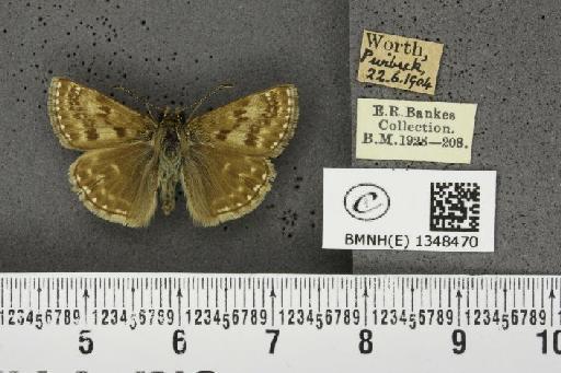 Erynnis tages tages (Linnaeus, 1758) - BMNHE_1348470_157503