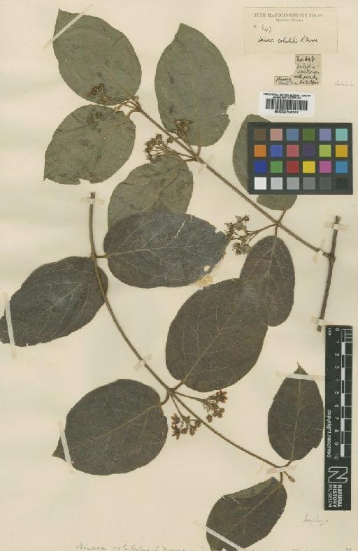 Mascagnia cordifolia (Juss) Griseb. - BM000796302