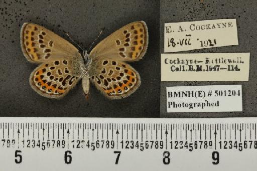 Plebejus argus argus ab. basijuncta Tutt, 1909 - BMNHE_501204_153612