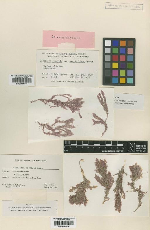 Haliptilon gracile var. verticillatum (E.Y.Dawson) Garbary & H.W.Johans. - BM000840053