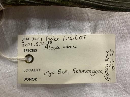 Alosa alosa (Linnaeus, 1758) - BMNH 2021.8.31.88, Alosa alosa, label