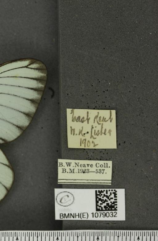 Aporia crataegi (Linnaeus, 1758) - BMNHE_1079032_label_70083