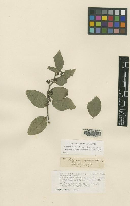 Ziziphus amole (Sesse & Moc.) Johnston - BM000617452