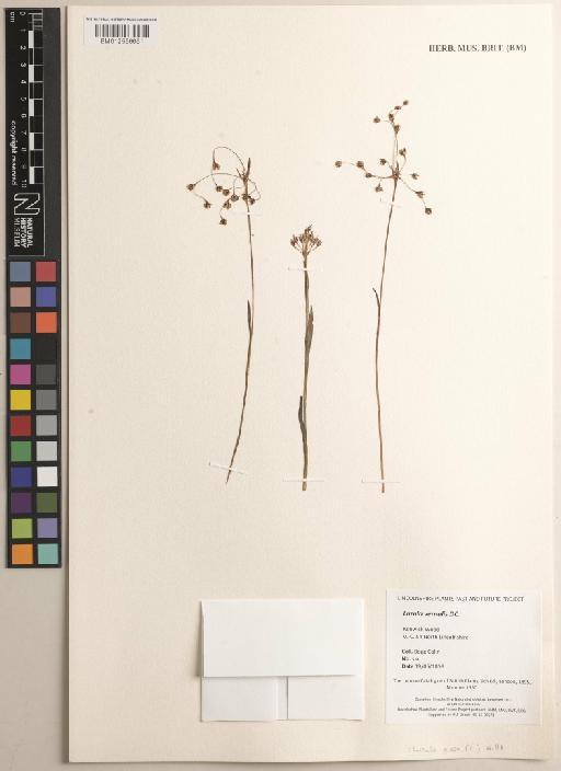 Luzula pilosa (L.) Willd. - BM012556661