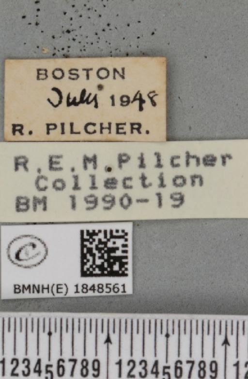 Macaria wauaria (Linnaeus, 1758) - BMNHE_1848561_label_422025