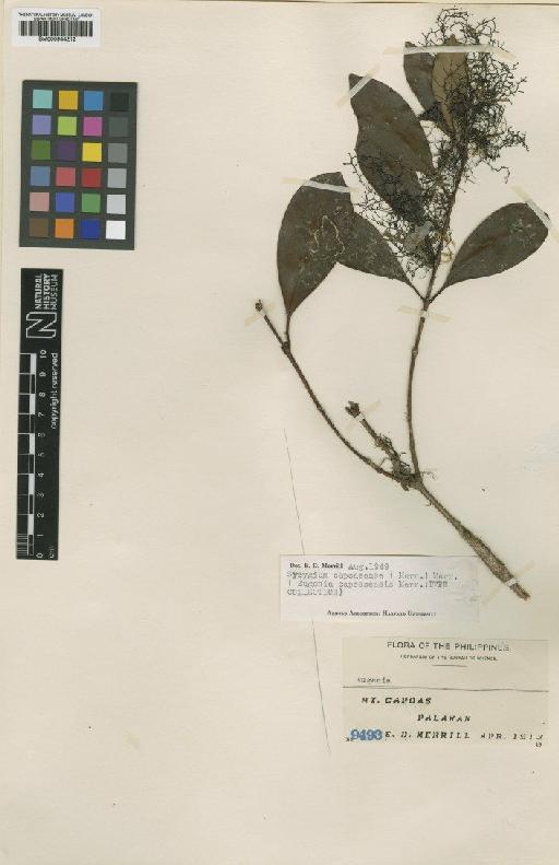 Eugenia capoasensis Merr. - BM000944212