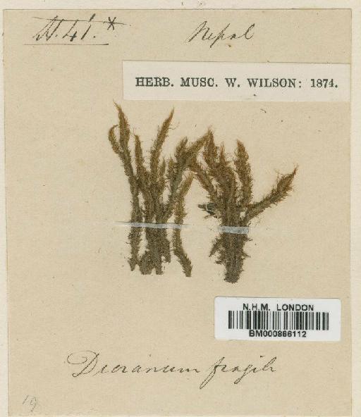Dicranum psathyrum Klazenga - BM000866112