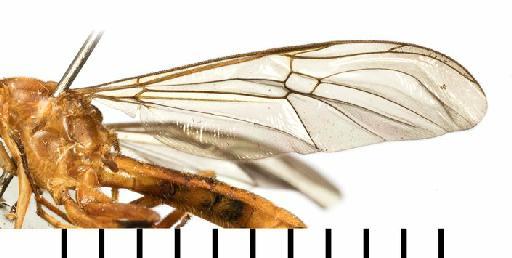Ptecticus rufipes Lindner - 010361501 HT Ptecticus rufipes wing
