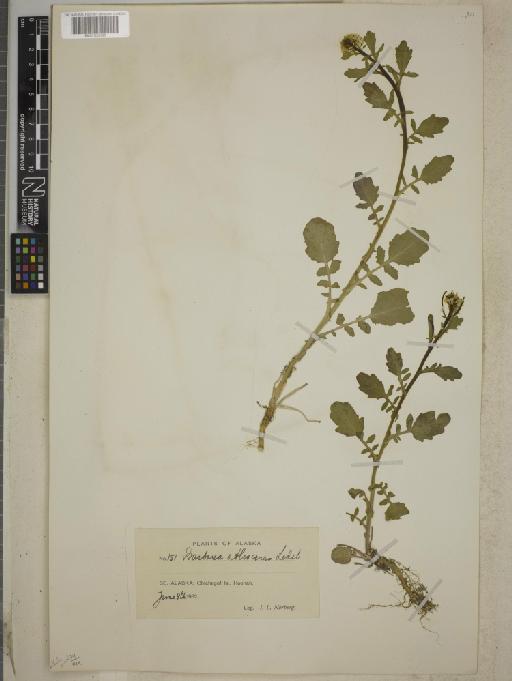 Barbarea orthoceras Ledeb - BM001255396