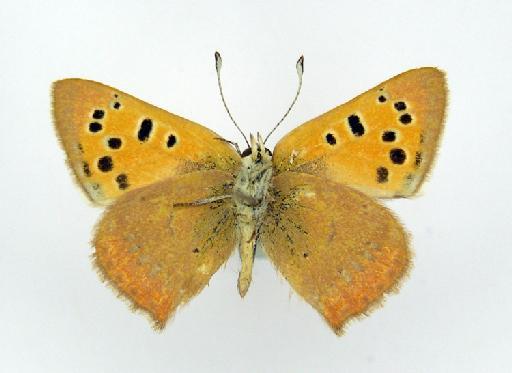 Lycaena phlaeas phlaeas (Linnaeus, 1761) - BMNH(E)_1498352_Lycaena phlaeas shima_male_ventral