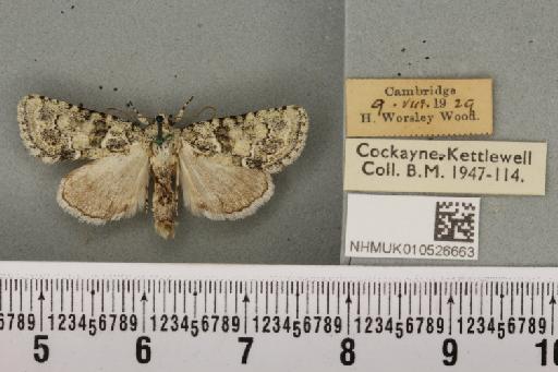 Nyctobrya muralis ab. impar Warren, 1884 - NHMUK_010526663_580391