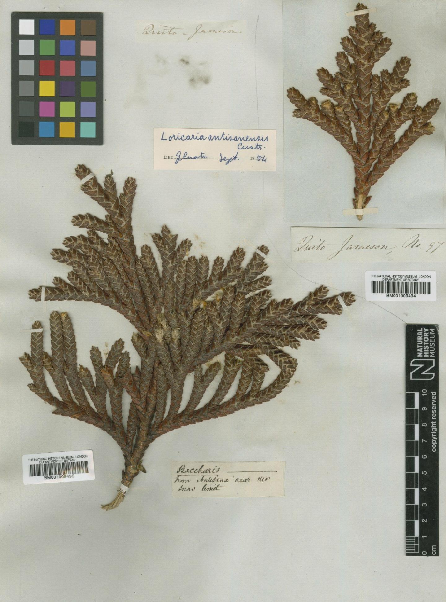 To NHMUK collection (Loricaria antisanensis Cuatrec.; TYPE; NHMUK:ecatalogue:611384)