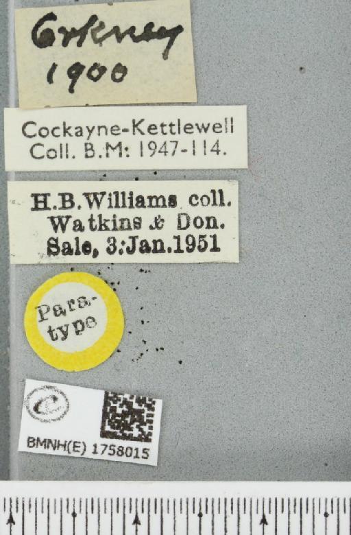 Thera juniperata orcadensis Cockayne, 1950 - BMNHE_1758015_label_356961